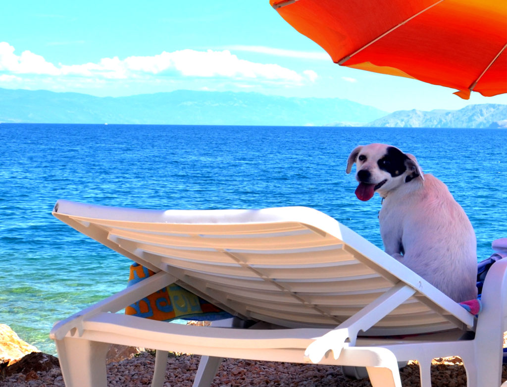 Spiaggia per cani di Monty e bar1