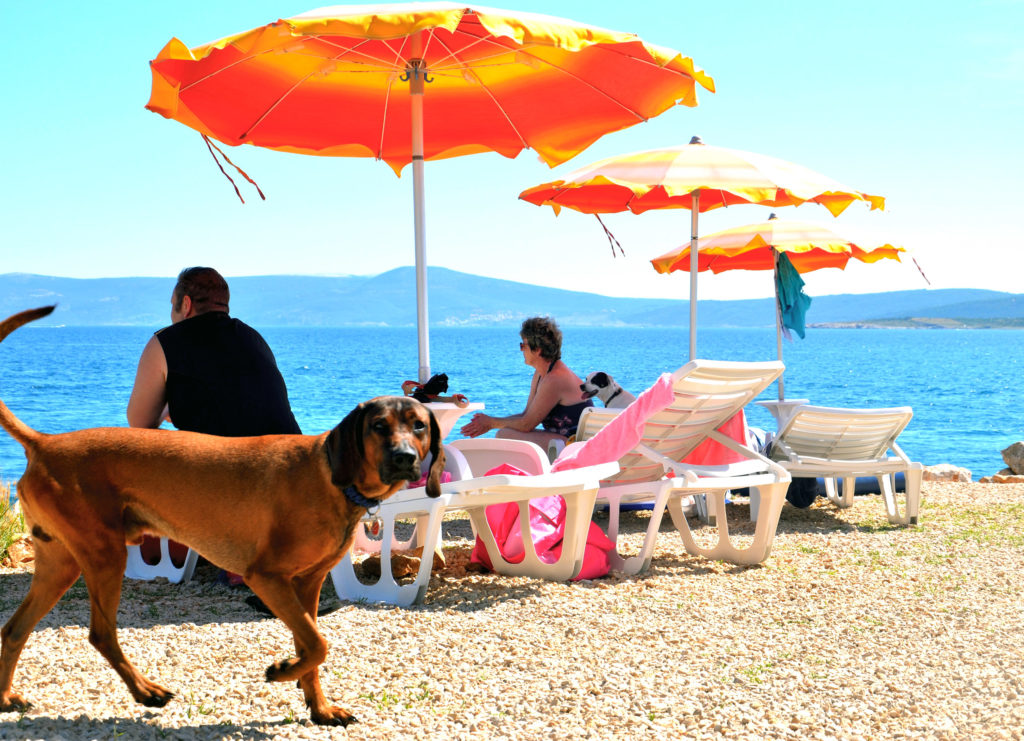 Spiaggia per cani di Monty e bar3