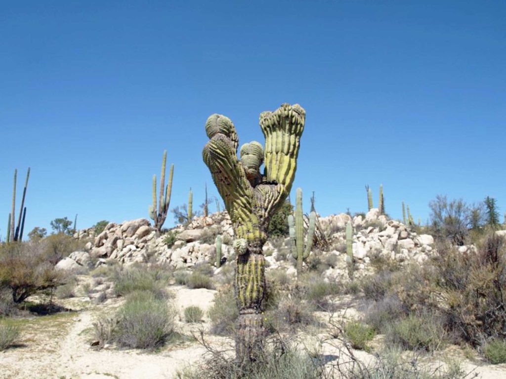 Baja cactus
