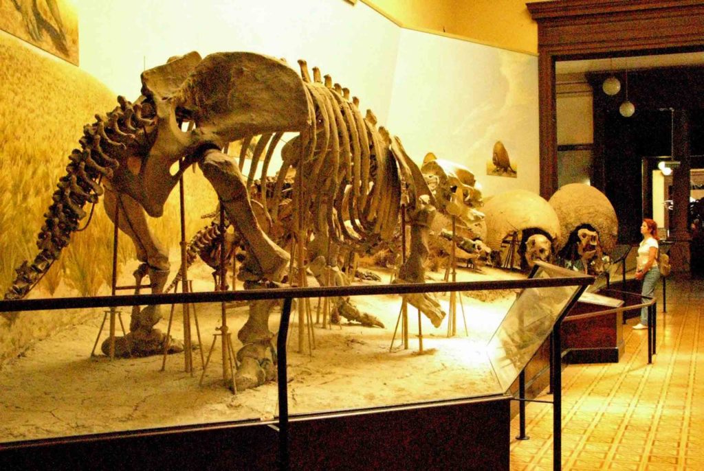 Argentina, Museo di La Plata, Milodonte e Gliptodonti