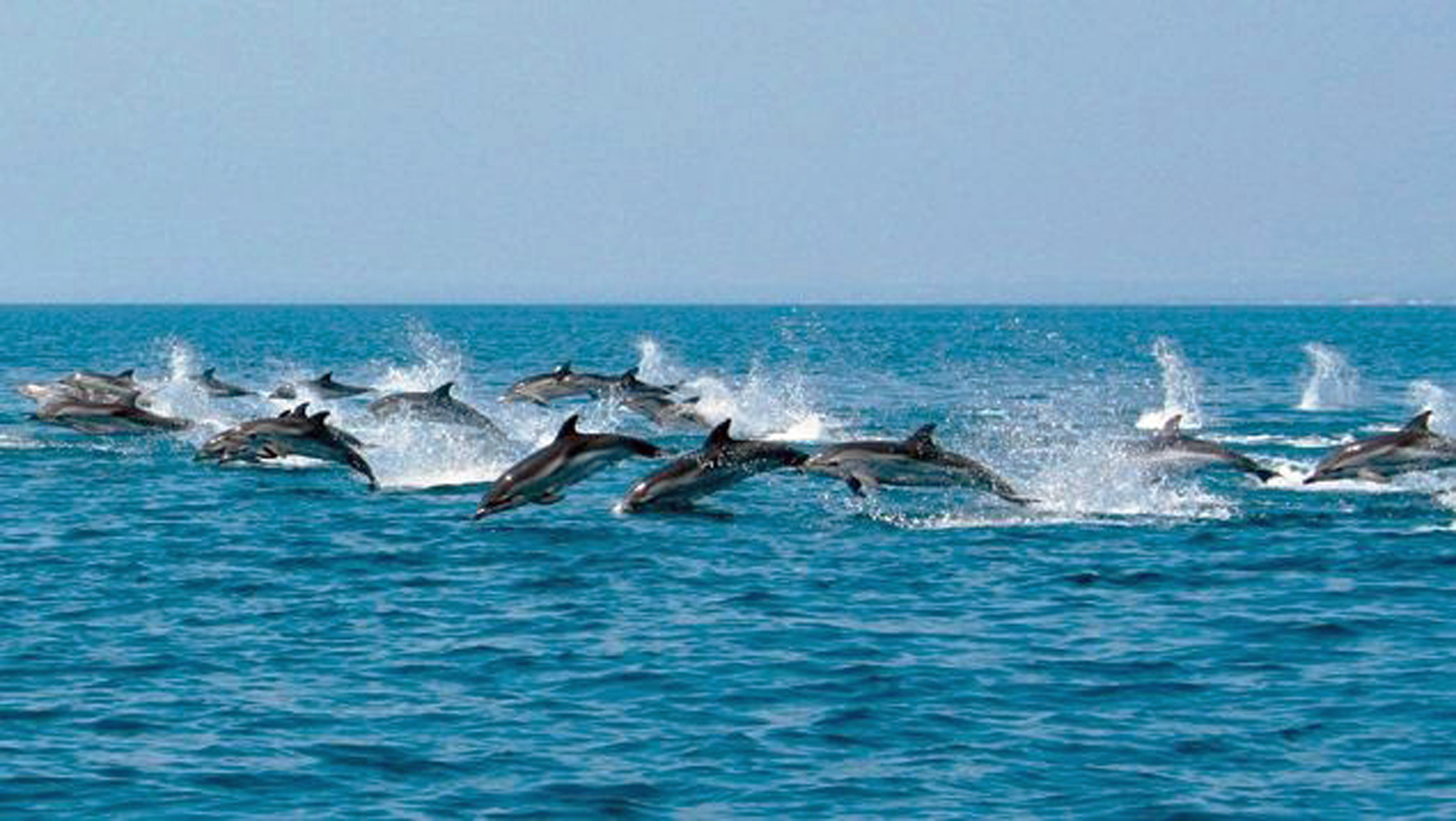 tar27 delfini