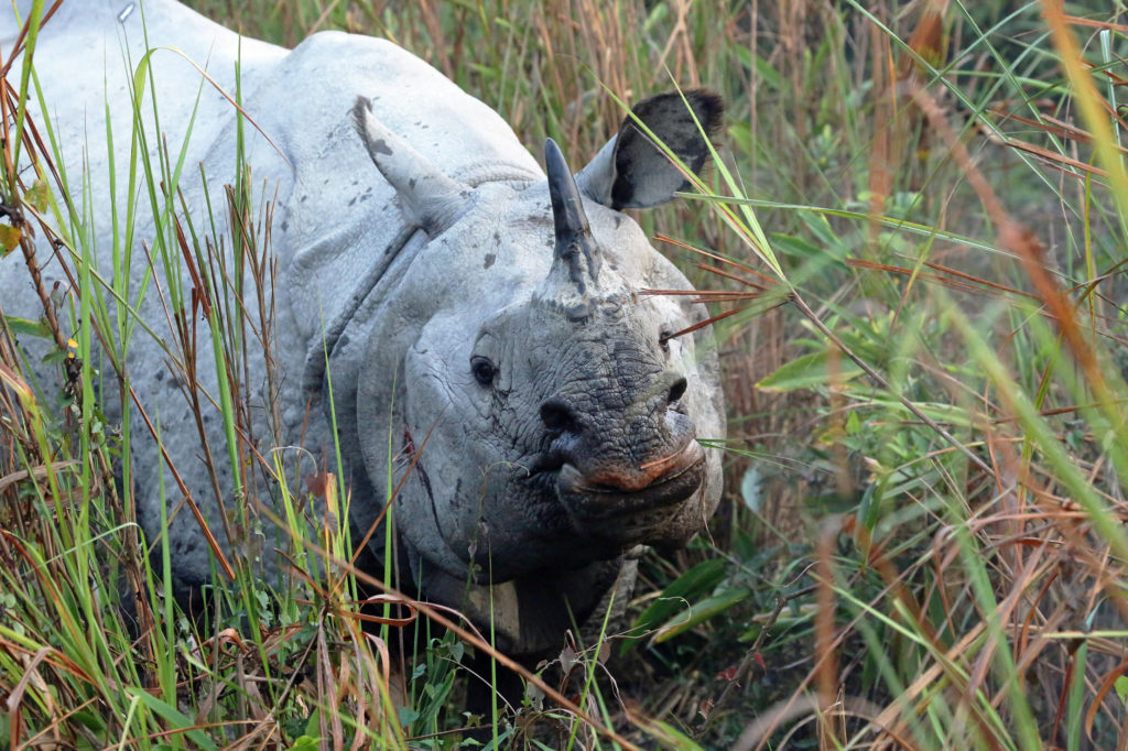 Kaziranga, Rinoceronte indiano