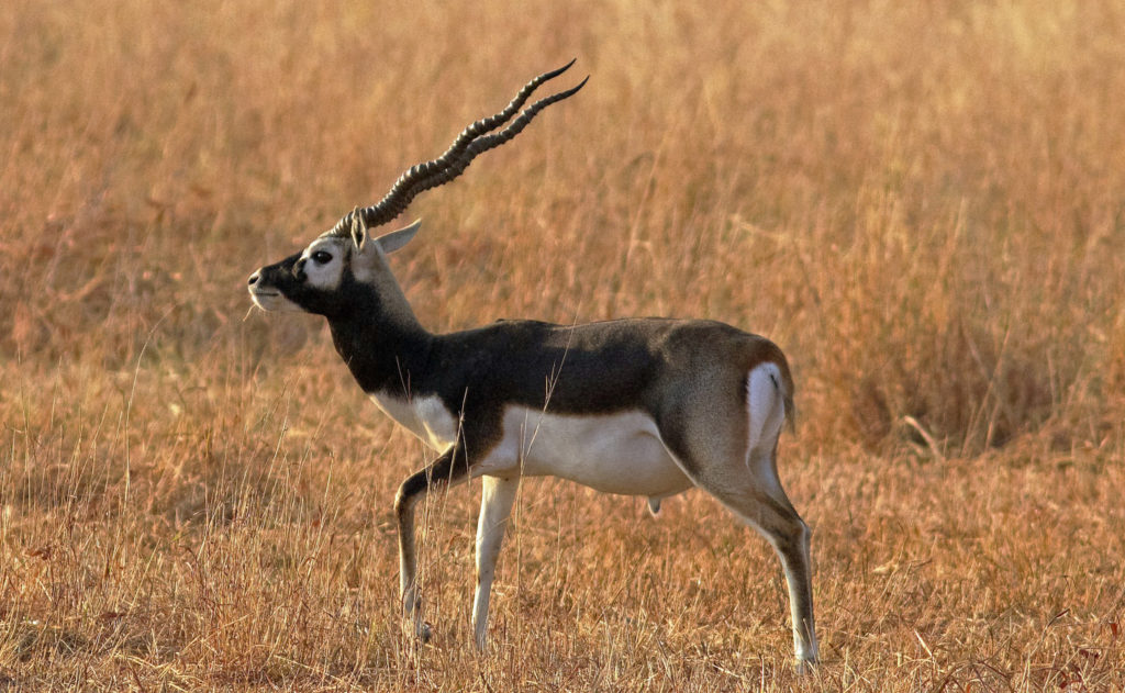 Velavadar, Antilope cervicapra