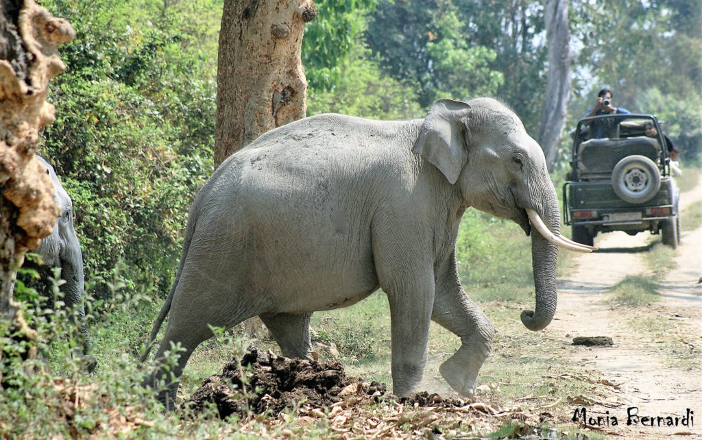 Kaziranga, Elefante asiatico