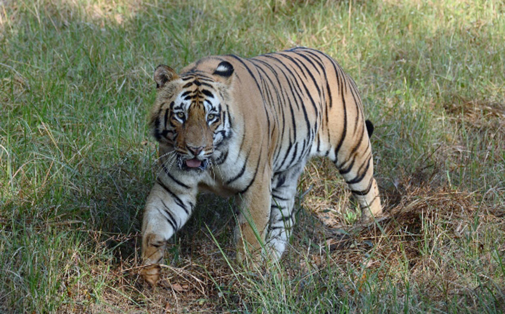 Tigre del del Bengala. Credit Carlo Poian