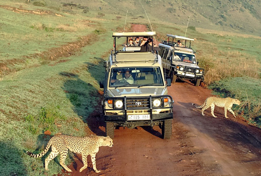 Tanzania, Ngorongoro, ghepardi