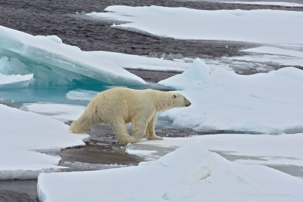 Svalbard, Orso polare