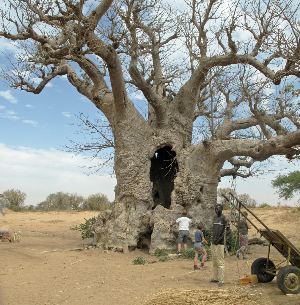 270 Grande baobab
