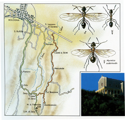 Mappa e tipi di formiche del Monte delle Formiche. Ph O.Facchini e G.Marchetti