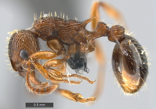 Myrmica scabrinodis, dis. Gary D. Alpert