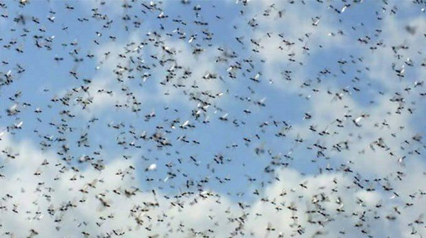 Sciame di formiche in volo