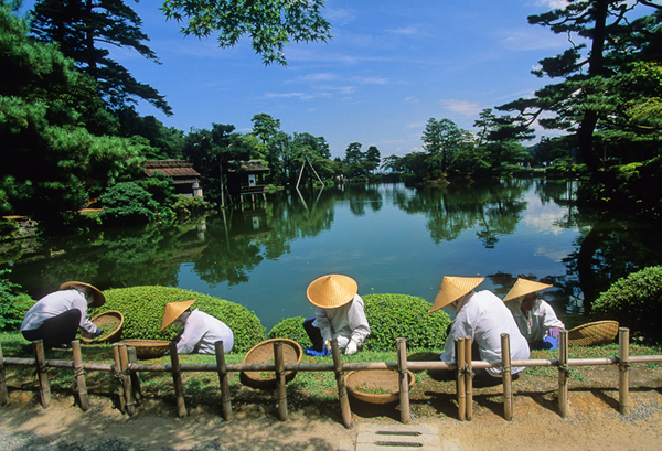 Kanazawa, Giappone: giardiniere al lavori neii famosi giardini di Kenroku-en. ph Daniele Pellegrini