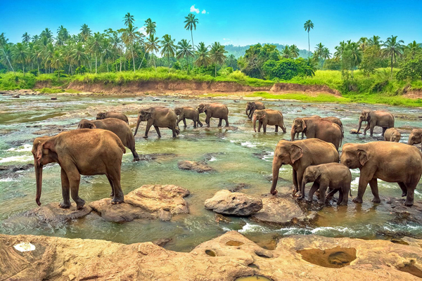 Pinnawala, elefanti