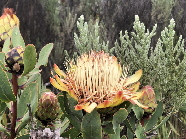 Fiore, Protea Caffra Kilimandscharica
