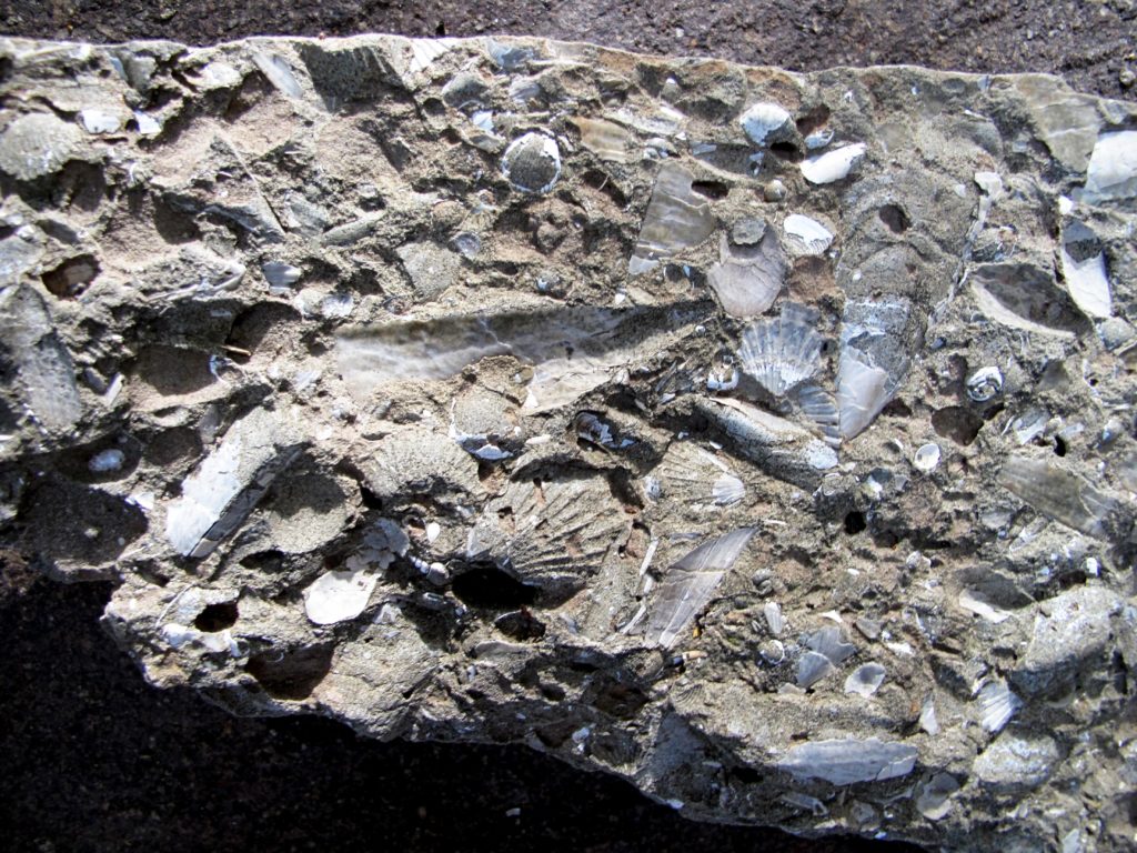 005 FOSSILI IN ARENARIA DEL PLIOCENE