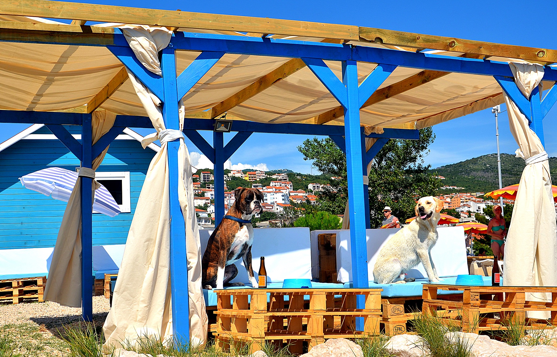 Spiaggia per cani