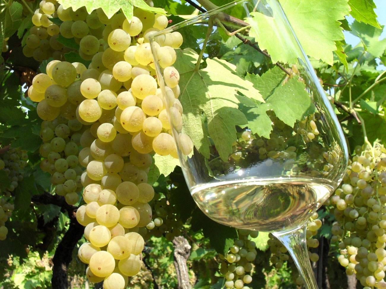 Uva Garganega