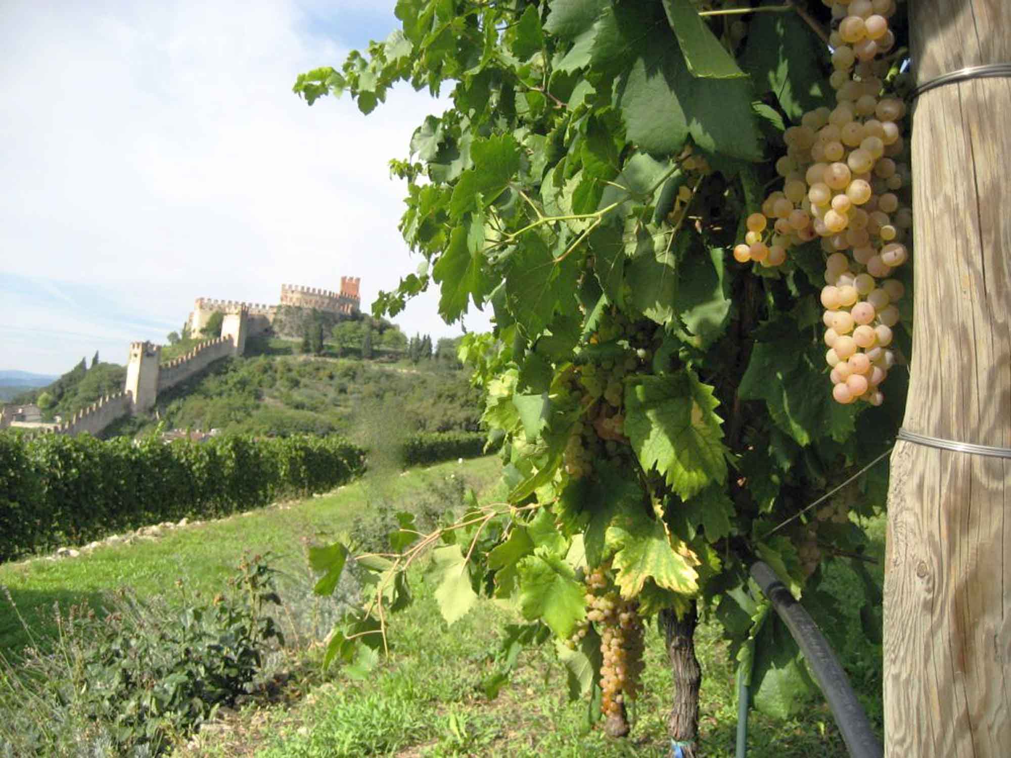 soave13m castello e vigneti