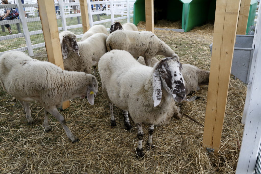 Rural - Pecora cornigliese di Ettore Rio