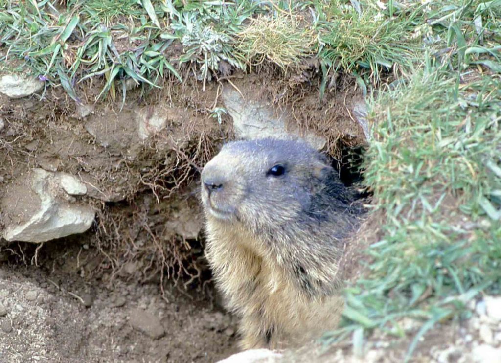 niv07m-val-di-fundres-marmotta