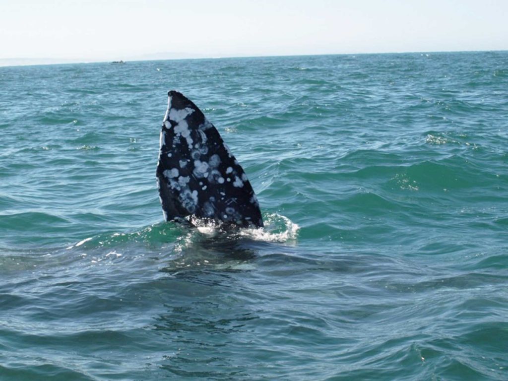 Baja balena