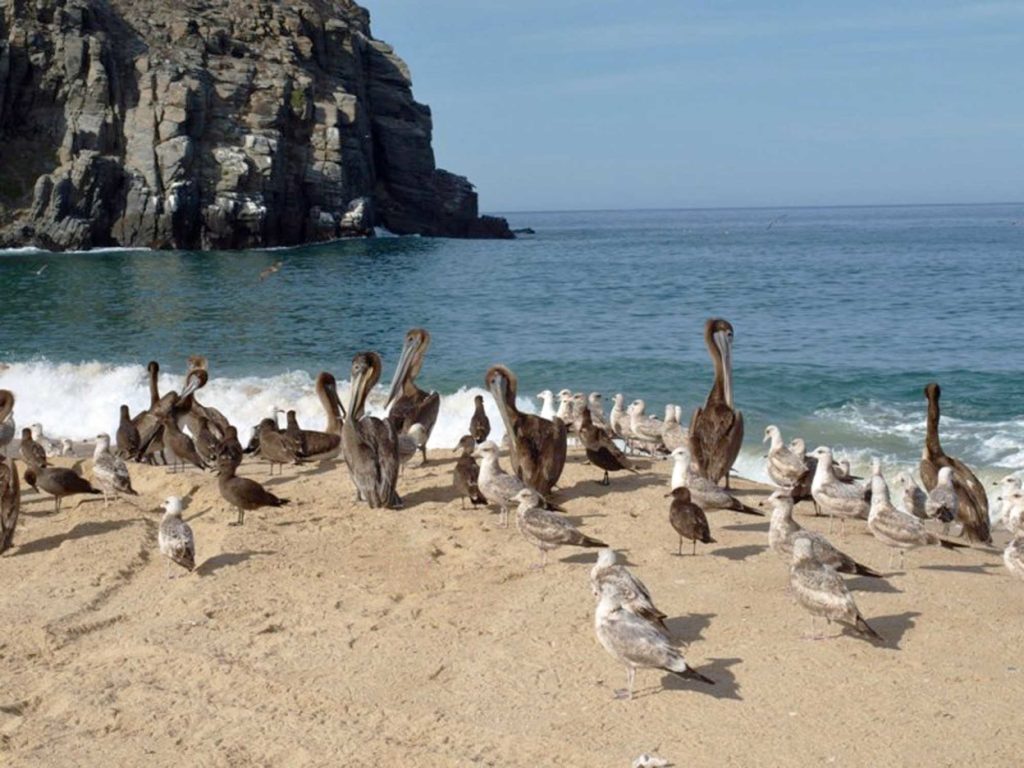  Baja uccelli Isla Coronado