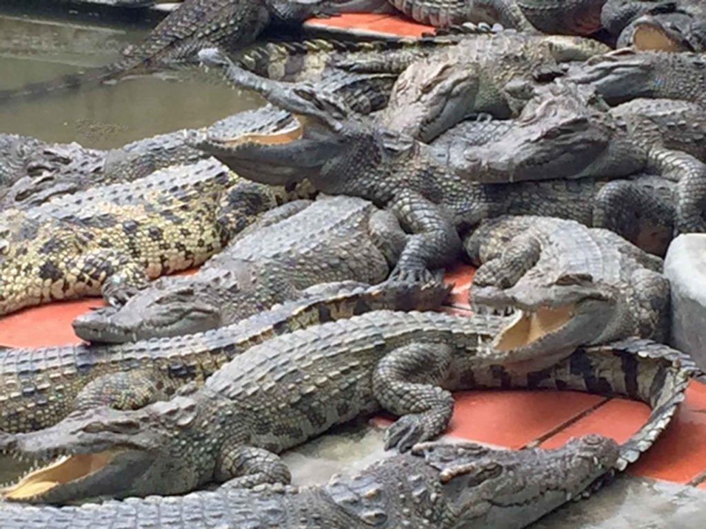 Vietnam allevamento di coccodrilli