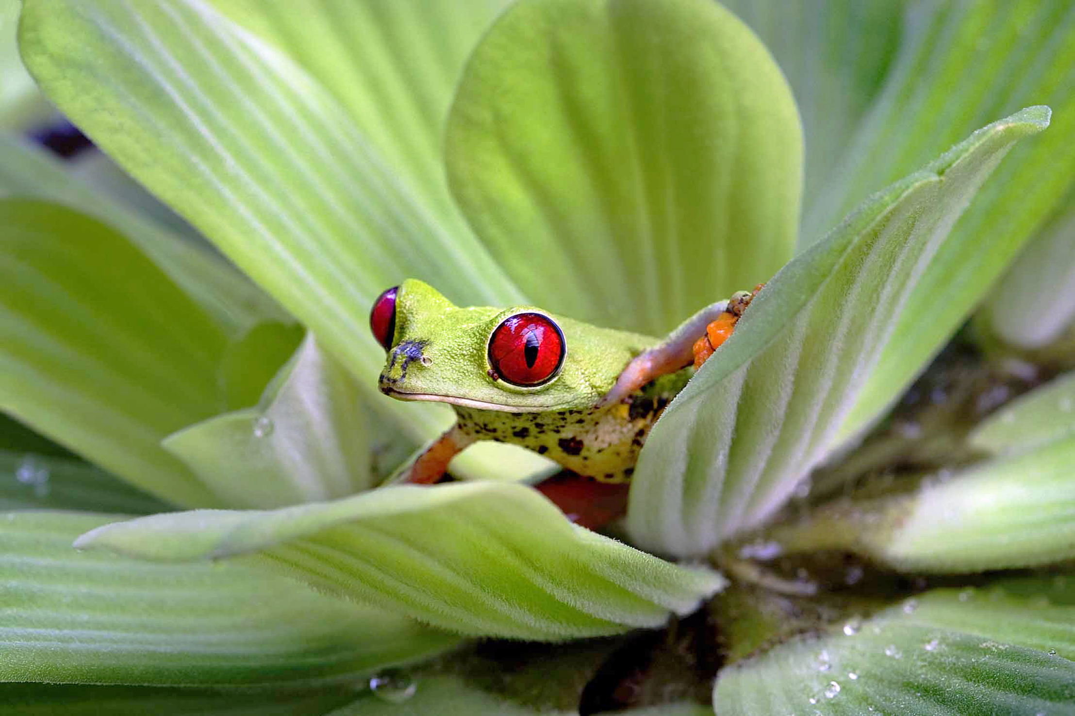 30 Costa Rica, rana