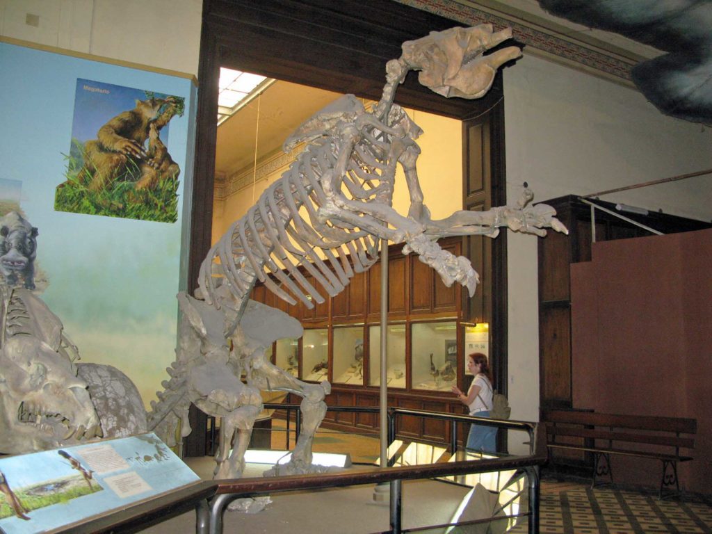 Megatherium, Museo di La Plata, Argentina