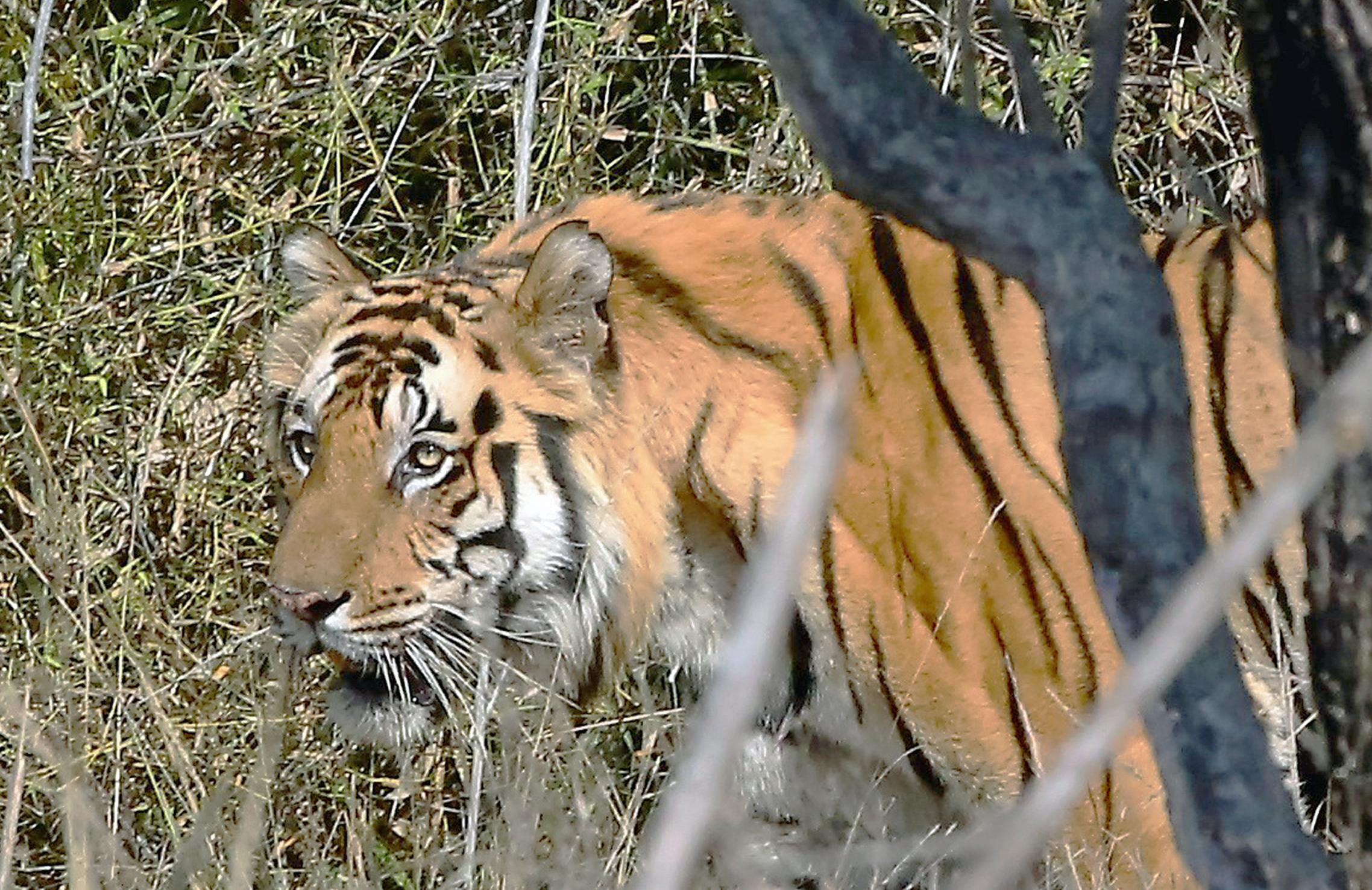 113 Bandhavgarh np, Tigre del Bengala