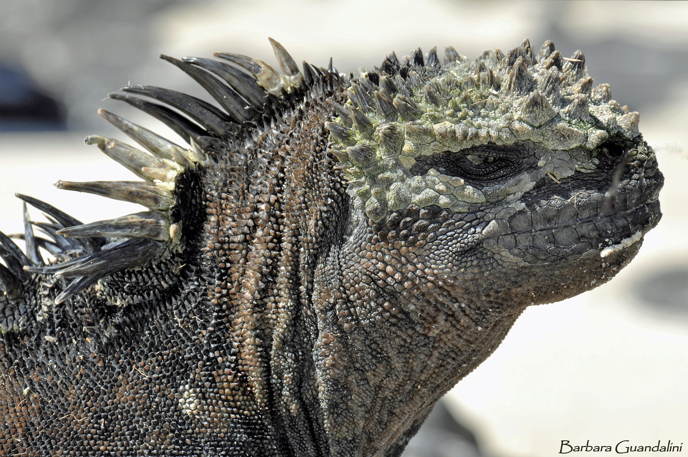 133 Galapagos, Iguana marina