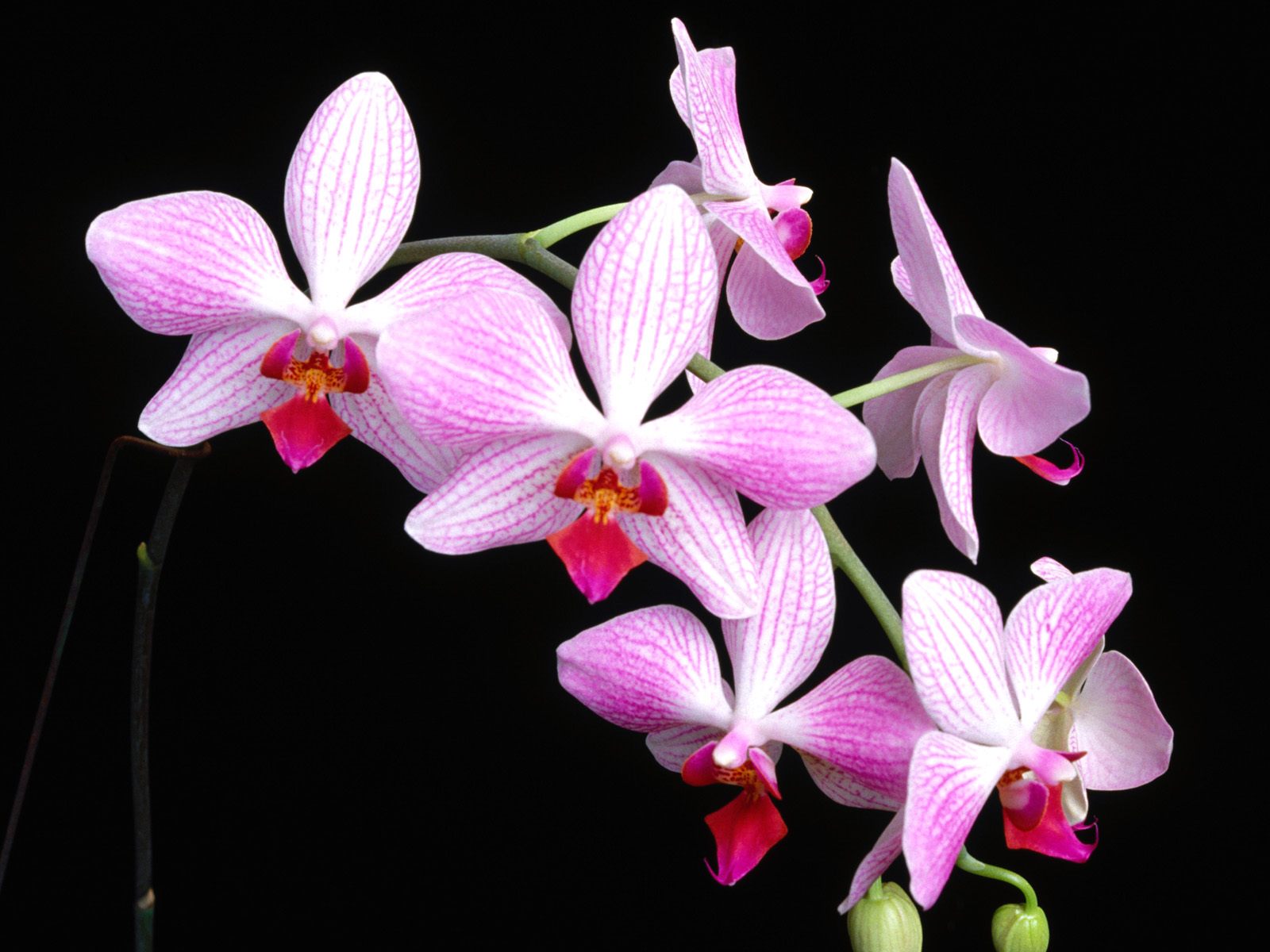 Phalaenopsis Orphan Annie_alta