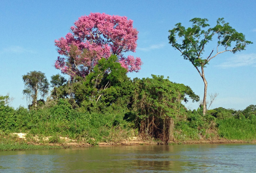 Brasile, fioritura sul Rio Paraguay