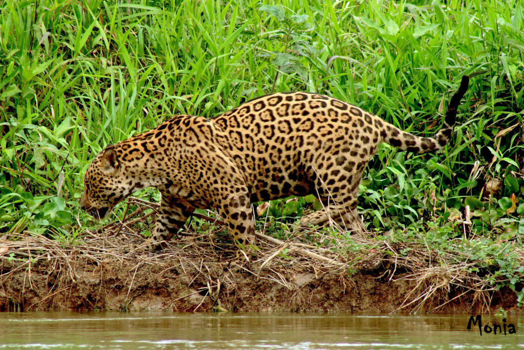 Pantanal, Giaguaro