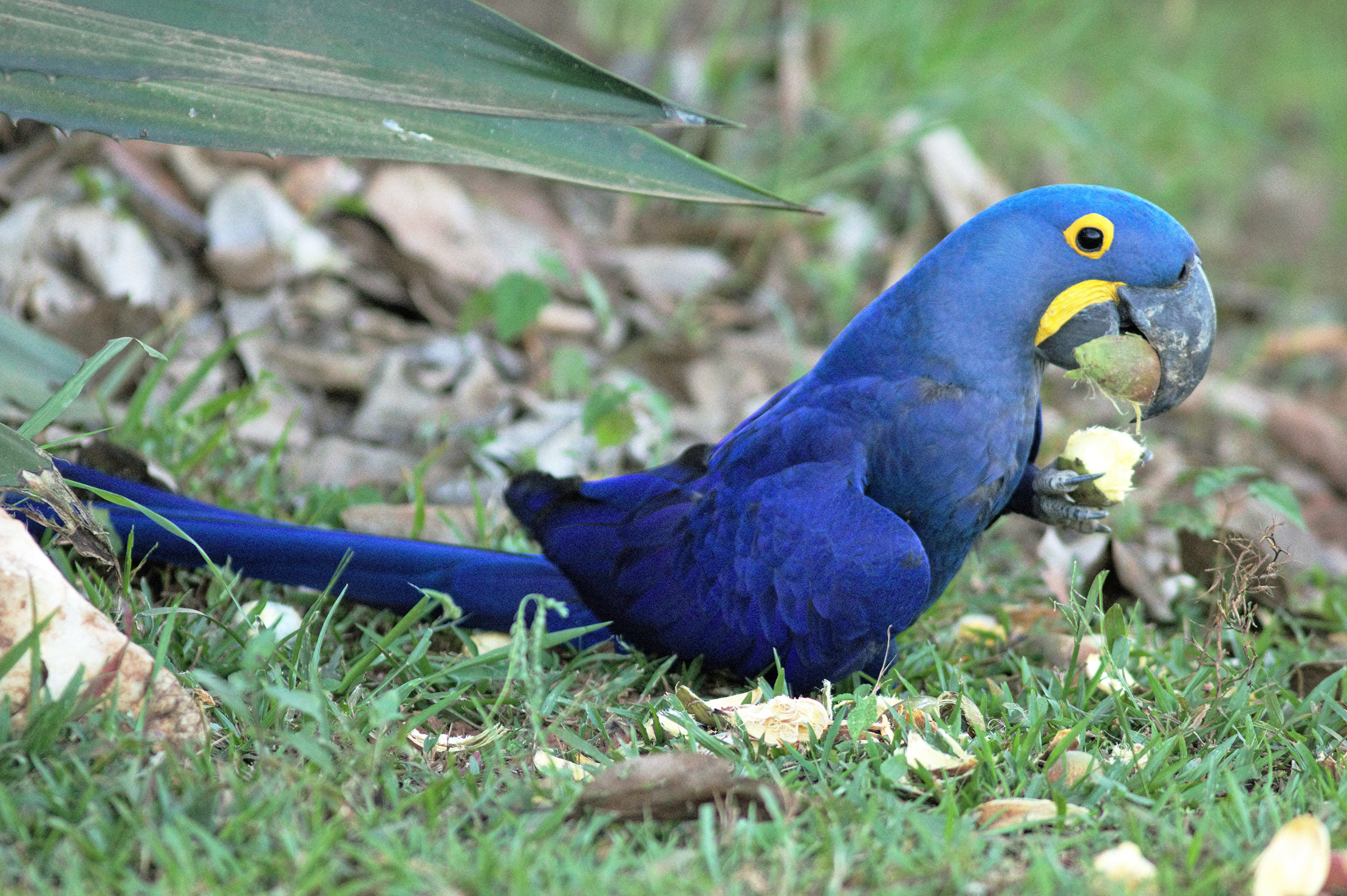 170 Pantanal, Ara giacinto