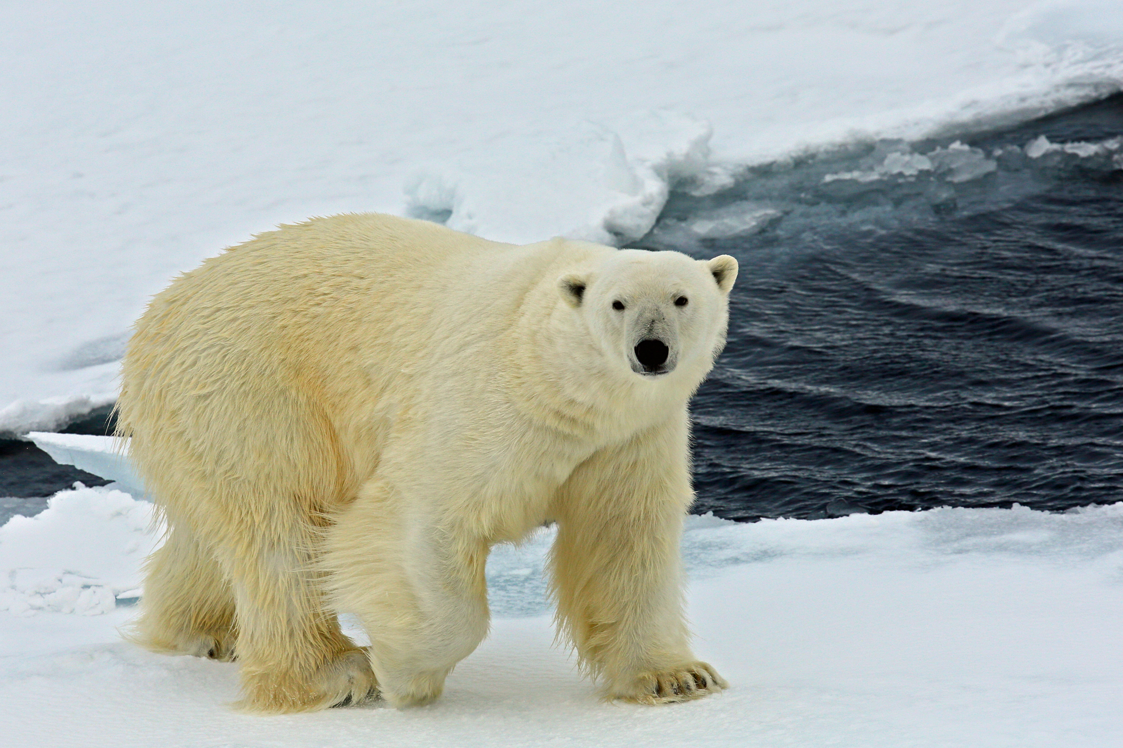 133 Svalbard, Orso polare