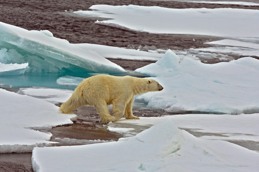 Svalbard, Orso polare