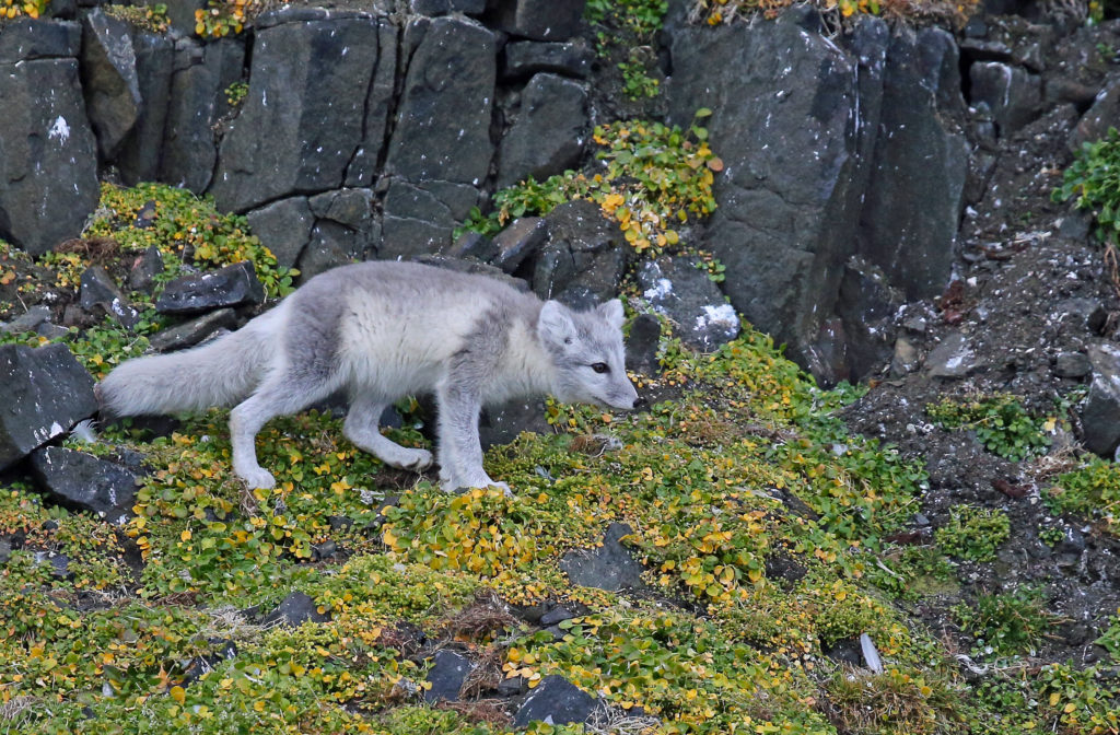 Svalbard, Volpe artica