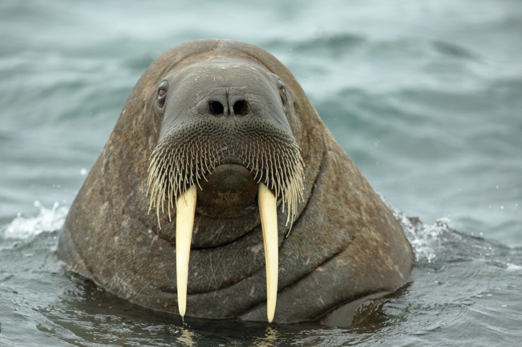 Svalbard, Tricheco atlantico