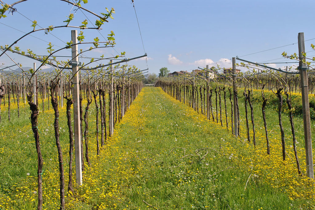 Vigneto Moron Domìni Veneti