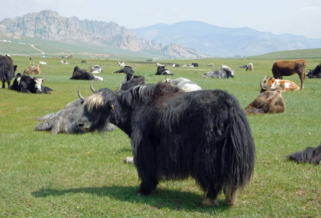 YaK