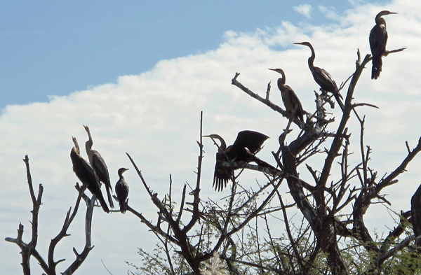 261 P.n. Djoudj, cormorani