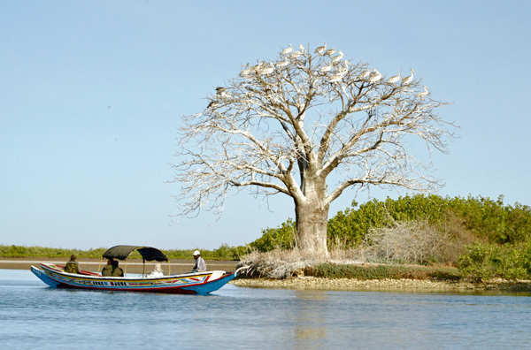 265 Delta del Saloum, piroga e pellicani