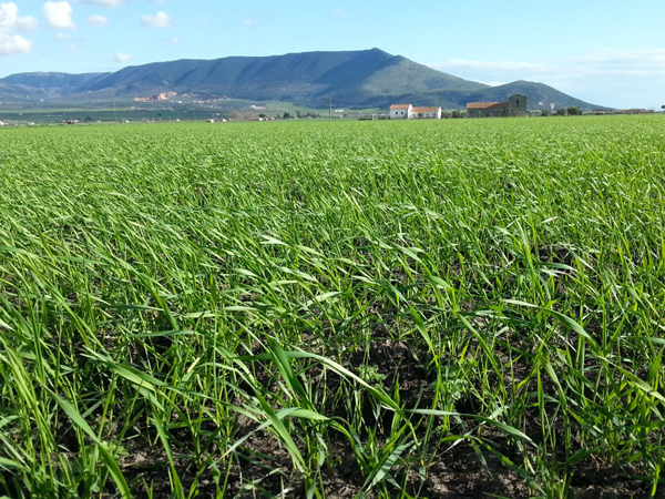 Coltivazione di orzo da birra ai piedi del Gargano, azienda agricola in agro di Apricena