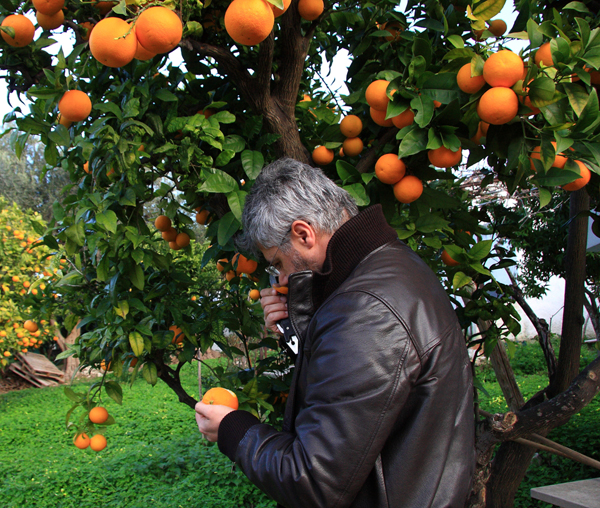 Raccolta degli agrumi per birre Blanche, Rodi Garganico