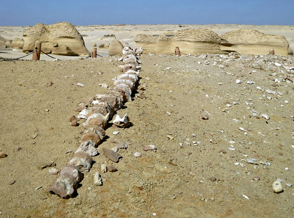 Fossile di Basilosauro, parte caudale