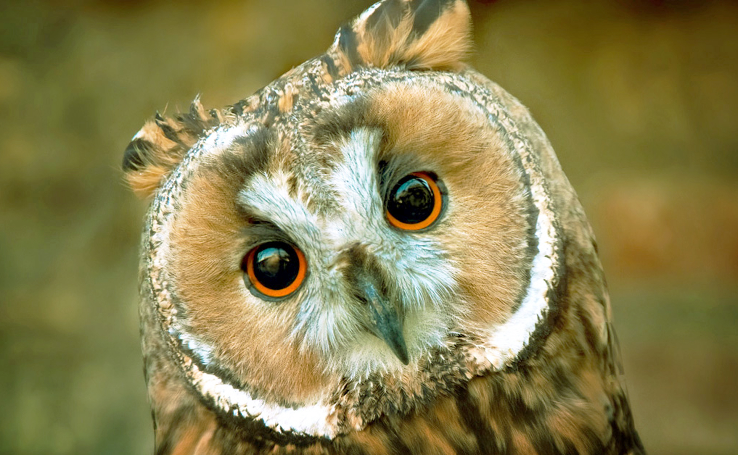Portrait of an owl in the zoo