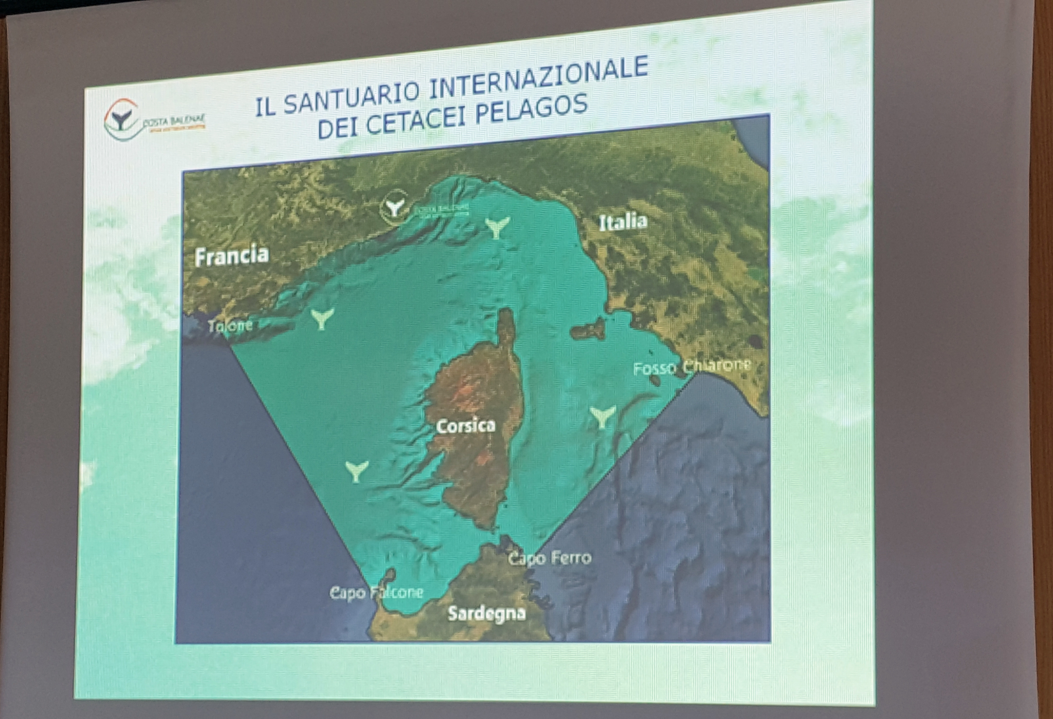 473 Santuario internazionale dei cetacei Pelagos