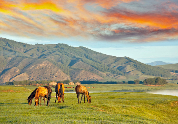 Steppa della Dauria, Mongolia e Russia