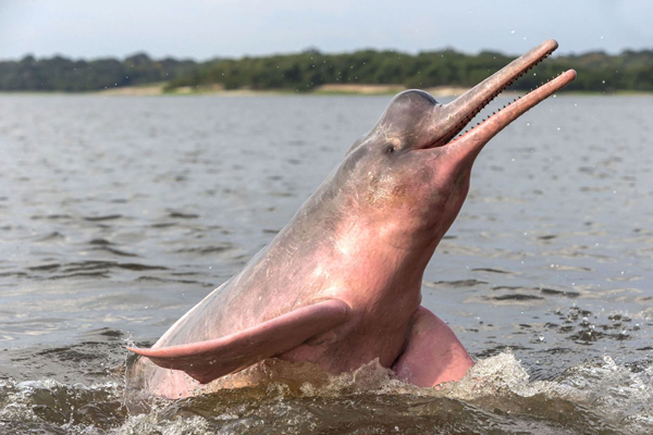 Crociera Amazzonia, Delfino rosa